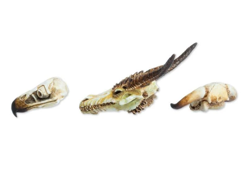 Tabletop Art Zubehör Monster Skull Set 3 Teile 5 Tabletop Art Zubehör Monster Skull Set 3 Teile – Bild 3