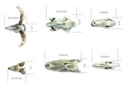 Tabletop Art Zubehör Animals Skulls Set 6 Teile -Pen and Paper Verkäufe 223041753 xxl